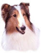 Lassie