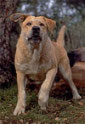 Old Yeller