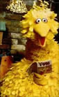 Big Bird