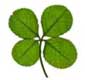 4 Leaf Clover