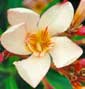 Oleander