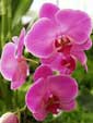 Orchid