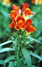 Snapdragon