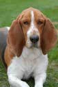 Basset Hound