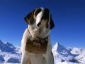 St. Bernard